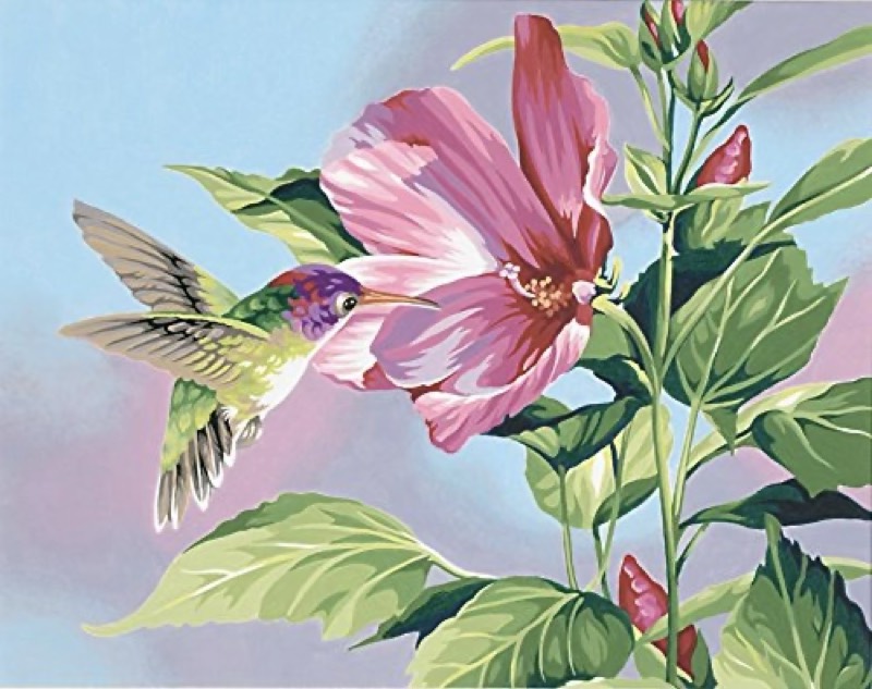 Hummingbird paint by numbers kit