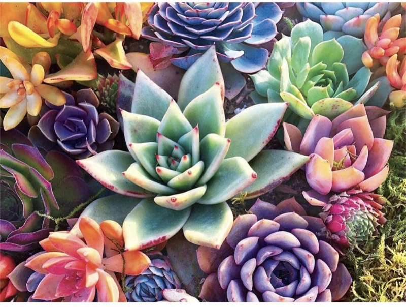 Succulents paint by numbers kit